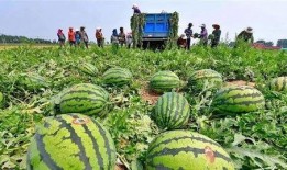 河北冀州事件吃瓜,揭秘背后真相，吃瓜群众热议不已