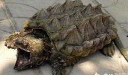 鳄龟吃瓜吗,揭秘它们是否吃瓜