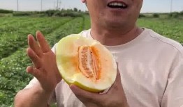 皇帝吃蜜瓜,揭秘皇家蜜瓜的传奇故事